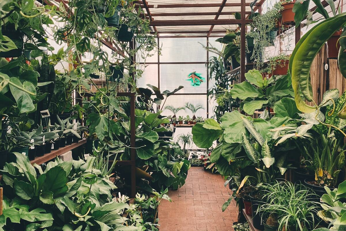Vivero y jardinería en Guadalupe Hidalgo